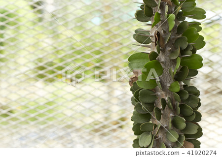 Thermal plants cactus plant group 41920274
