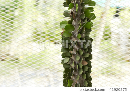 Thermal plants cactus plant group 41920275