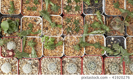 Thermal plants cactus plant group 41920276