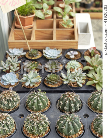 Thermal plants cactus plant group 41920282