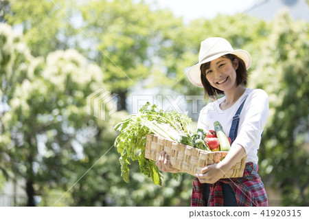 農業蔬菜收穫 41920315