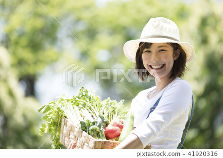 農業蔬菜收穫 41920316