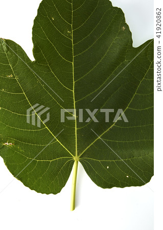 fig leaf on a white background 41920862