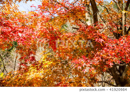 Autumn autumn leaves Ginza, plum tree roaring park Kyushu central mountain (autumn leaves) 41920984