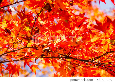 Autumn autumn leaves Ginza, plum tree roaring park Kyushu central mountain (autumn leaves) Autumn autumn leaves Ginza, plum tree roaring park Kyushu central mountain (autumn leaves) 41920989