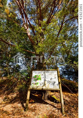 Guide Board Autumn Autumn Leaves Leisure Village · Plum Tree Rolling Park Kyushu Central Mountains (Guide Board) (Autumn leaves) 41921001