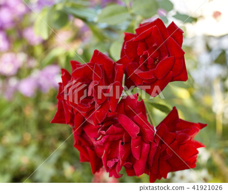 beautiful red rose bush 41921026