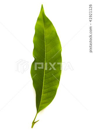 Champaka leaf tropical isolated on white 41921126