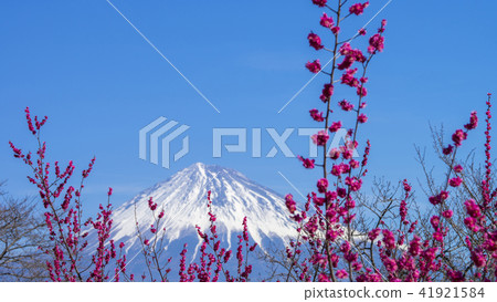Red plum and Mt. Fuji 16: 9 41921584