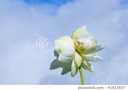 Shizuoka prefecture Izunokuni city Shoenji Temple two-head lotus (Futago no Hana) 41921657