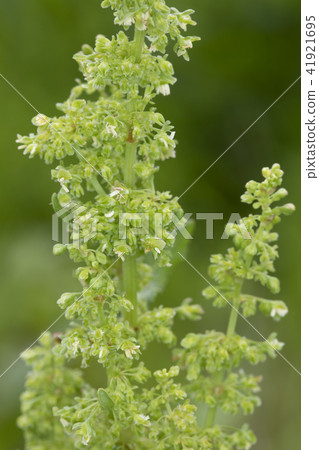 Naga Bagishishi Naga Bagishishi 41921695