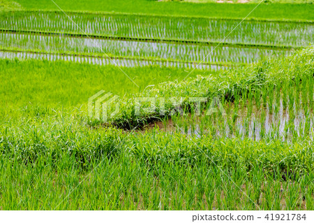 Rice terrace of Araru, Izu-shi, Shizuoka prefecture 41921784