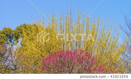 Sanshui and plums 16: 9 41921859