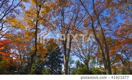 Autumn view of the park 16: 9 Autumn view of the park 16: 9 41921877