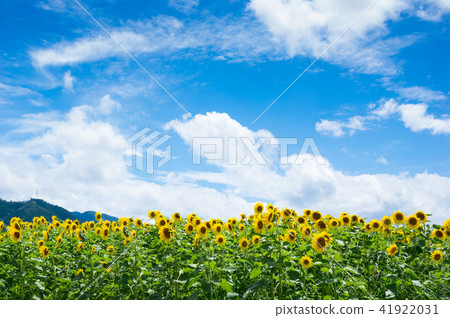 Sunflower field Makoto town Kagawa prefecture 41922031