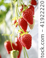 Strawberry  41922220