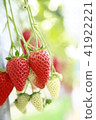 Strawberry  41922221