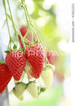 Strawberry  41922221