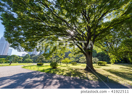 Scenery of Hamarikyū glorious garden where the sunlight leaks through Scenery of Hamarikyū glorious garden where the sunlight leaks through 41922511