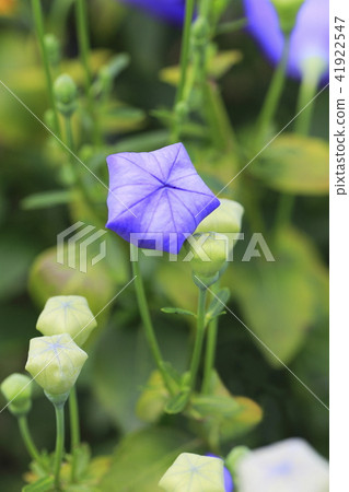 Summer flower Kikyo flower and bud Summer flower Kikyo flower and bud 41922547