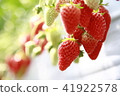 Strawberry  41922578