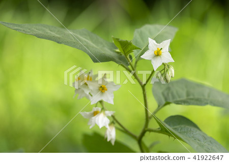 Warner Sobi 41922647