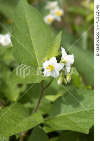 華納索比 華納索比 41922648