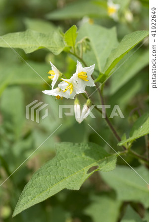 華納索比 華納索比 41922649