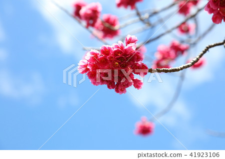 Kanahazakura 41923106