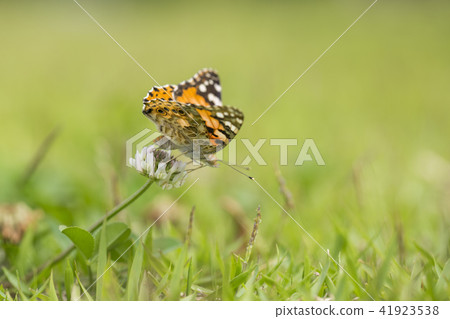 Shark's beard 41923538