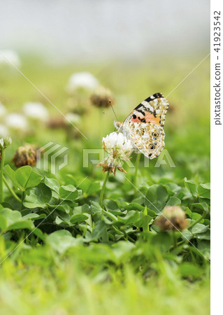 Shark's beard Shark's beard 41923542
