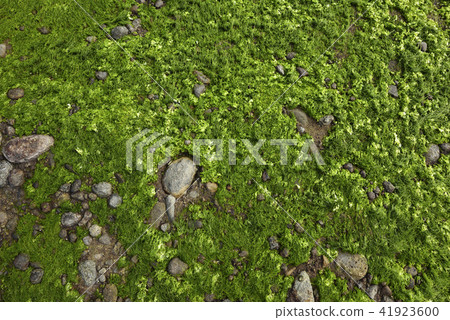 老梅綠石槽-北海岸及觀音山國家風景區 老梅綠石槽-北海岸及觀音山國家風景區 41923600