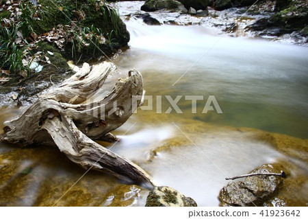 Driftwood 41923642