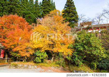 Autumn autumn leaves Five Villas of Heike (Autumn leaves) Shooting date; November 2017 Autumn autumn leaves Five Villas of Heike (Autumn leaves) Shooting date; November 2017 41923693
