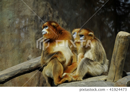 Golden monkey 41924473