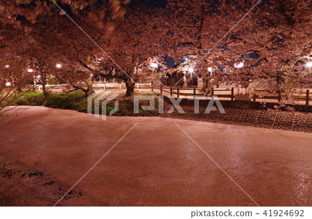 Gourd's pond night cherry - Saijo city Ehime prefecture - 41924692