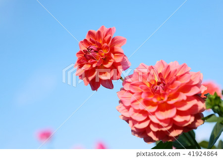 Dahlia 41924864