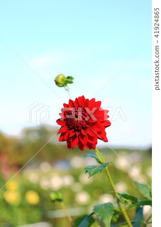 Dalia longitudinal position 41924865
