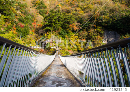 Autumn autumn leaves suspended bridge plum trees park (suspended bridge) (Autumn leaves) Autumn leaves shooting date; November 2017 Autumn autumn leaves suspended bridge plum trees park (suspended bridge) (Autumn leaves) Autumn leaves shooting date; November 2017 41925243