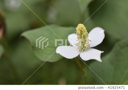 Hokkaido Hokkaido 41925471