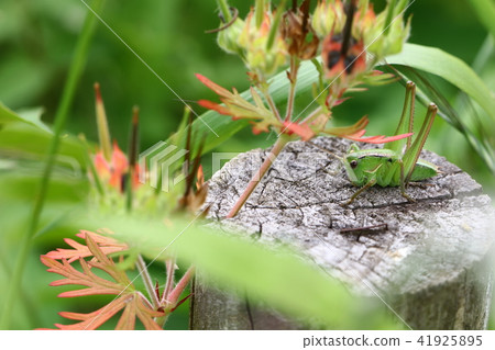 Grasshopper larva Grasshopper larva 41925895