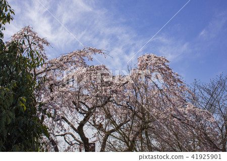 Cherry Blossoms Cherry Blossoms 41925901