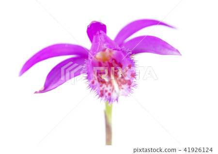 pink purple pleione orchid flower isolated   41926124