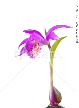 pink purple pleione orchid flower isolated   41926125