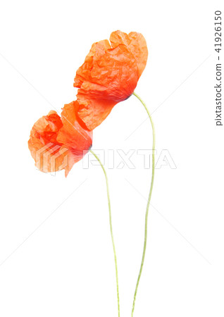 red poppy flowers isolated on white red poppy flowers isolated on white 41926150
