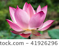 The pink lotus in the lotus pond 41926296