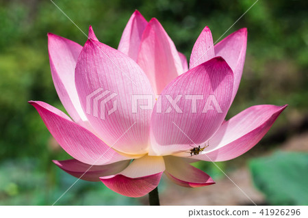 The pink lotus in the lotus pond 41926296
