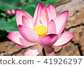 The pink lotus in the lotus pond 41926297