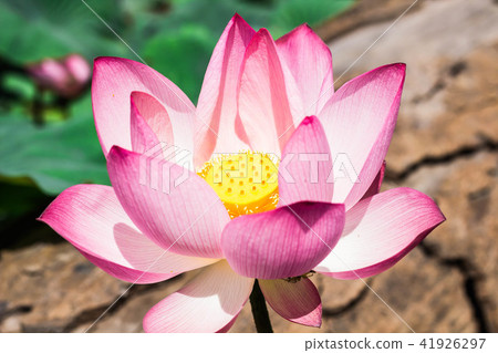 The pink lotus in the lotus pond 41926297