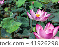 The pink lotus in the lotus pond 41926298